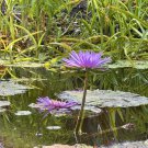 Purple Waterlily