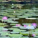 Waterlilies at McKee Botanical Garden