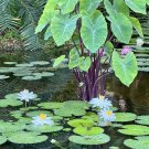 Waterlilies