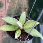 Hoya Crocodile small size