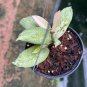 Hoya Crocodile small size