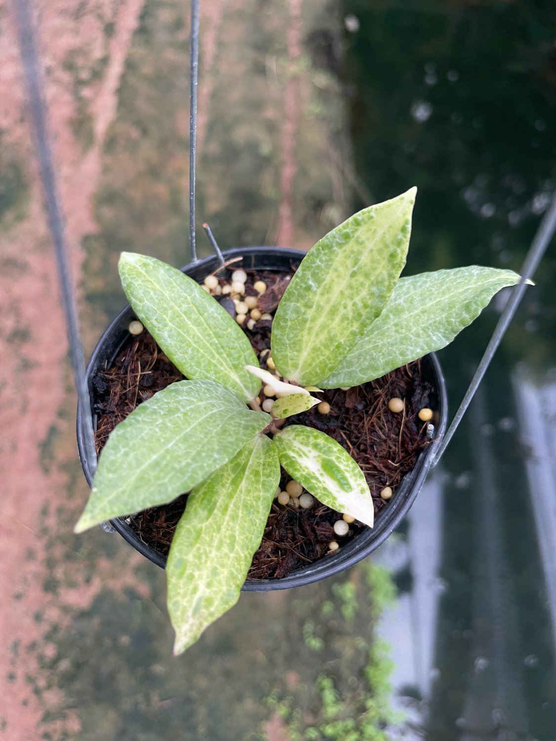 Hoya Crocodile small size