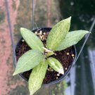 Hoya Crocodile small size