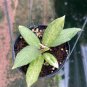 Hoya Crocodile small size