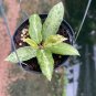 Hoya Crocodile small size