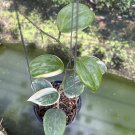 Hoya Quinquenervia albomarginata (small)  ,Hoya Little plu small size