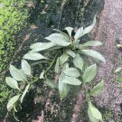 Hoya New guinea ghost