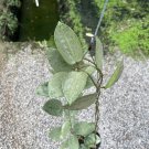 Hoya Parasitical heart leaves silver Hoya Parasitical heart leaves silver