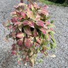 Hoya Walliniana red