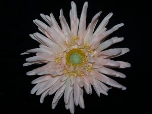 Peachy Gabera Clip