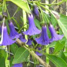 Iochroma australis - blue bell - bush - Eriolarynx australis