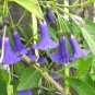 Iochroma australis - blue bell - bush - Eriolarynx australis