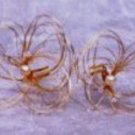 Plumeria Hair Pins in spun Silver or Gold with tiny Swarovski Crystals & Freshwater pearls