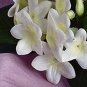 Satin & Silk Stephanotis Pew Bow in White