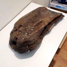 IC9269 : WORLD-CLASS GIANT Fulgurite! 14.09 KG Museum Specimen from Krabi, Thailand. RARE!