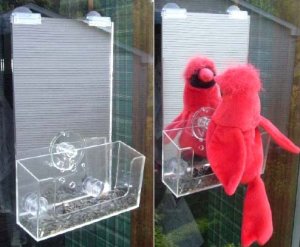View Wild Birds Up Ridiculously Close With One Way Mirror Or