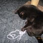 Bug on a String cat toy