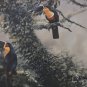 Rare Signed & Numbered Gamini Ratnavira Two Toucans Bird Art Print 30 x 20