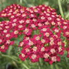Red Yarrow 2000 Seeds Achillea millefolium Red Yarrow 2000 Seeds Achillea millefolium