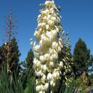 Adam's Needle 100 Seeds Yucca filamentosa