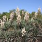 Adam's Needle 100 Seeds Yucca filamentosa