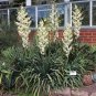 Adam's Needle 100 Seeds Yucca filamentosa