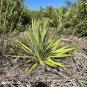Adam's Needle 100 Seeds Yucca filamentosa