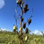 Adam's Needle 100 Seeds Yucca filamentosa
