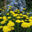 Gold Yarrow  2000 Seeds  Achillea filipendulina