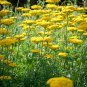 Gold Yarrow 2000 Seeds Achillea filipendulina