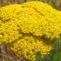 Gold Yarrow 2000 Seeds Achillea filipendulina