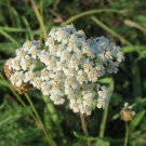 White Yarrow  2000 Seeds  Achillea millefolium