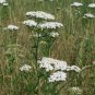White Yarrow  2000 Seeds  Achillea millefolium