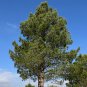 Afghan Pine  100 Seeds  Pinus eldarica