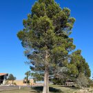 Afghan Pine 100 Seeds Pinus eldarica Afghan Pine 100 Seeds Pinus eldarica
