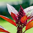 Amaranth Pygmy Torch 1000 Seeds Amaranthus hypochondriacus Amaranth Pygmy Torch 1000 Seeds Amaranthus hypochondriacus