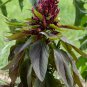 Amaranth Pygmy Torch 1000 Seeds Amaranthus hypochondriacus