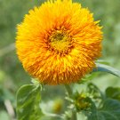 Giant Sungold Sunflower  100 Seeds  Helianthus Annuus