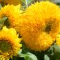 Giant Sungold Sunflower 100 Seeds Helianthus Annuus