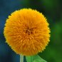 Giant Sungold Sunflower 100 Seeds Helianthus Annuus
