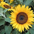 Dwarf Sunflower  100 Seeds  Helianthus annuus