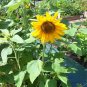 Dwarf Sunflower 100 Seeds Helianthus annuus