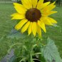 Dwarf Sunflower 100 Seeds Helianthus annuus