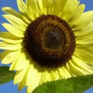 Lemon Queen Sunflower 100 Seeds Helianthus annuus Lemon Queen Sunflower 100 Seeds Helianthus annuus