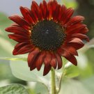 Velvet Queen Sunflower  100 Seeds  Helianthus annuus