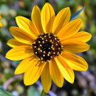 Beach Sunflower  20 Seeds  Helianthus debilis