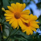 Yellow Mexican Sunflower  Tithonia diversifolia  20 Seeds