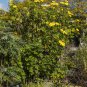 Yellow Mexican Sunflower Tithonia diversifolia 20 Seeds