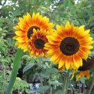 Sunflower Autumn Beauty Helianthus annuus 100 Seeds