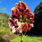 American Groundnut Apios americana 10 Seeds